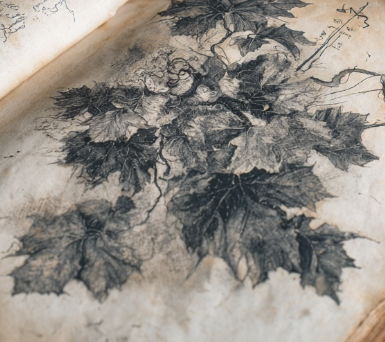 Scroll of Poisonous Ivy